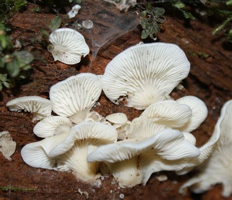 White Fungi Free Stock Photo Public Domain Pictures