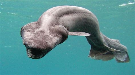 Top 10 Weird Looking Deep Sea Creatures Youtube