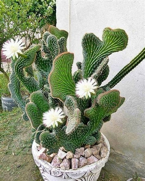 Amazing Cactus Cactus Plants Succulent Landscaping Unusual Plants