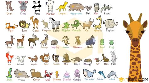 Animais Selvagens Lista De Animais Silvestres Nomes Em Inglês Com