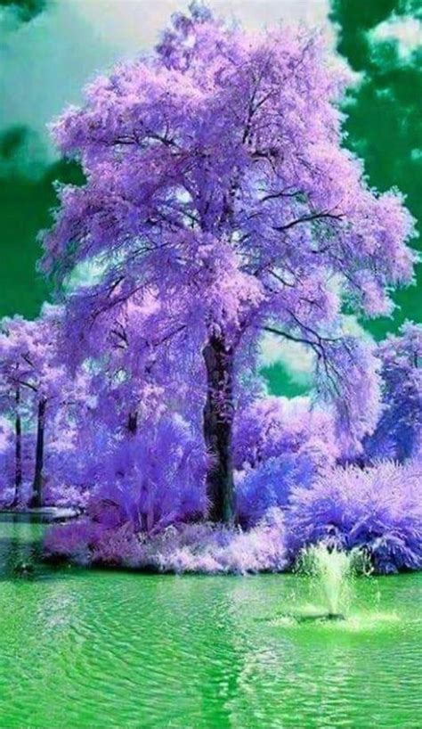 Pin By Nancy B On All Things Purple Beautiful Nature Beautiful