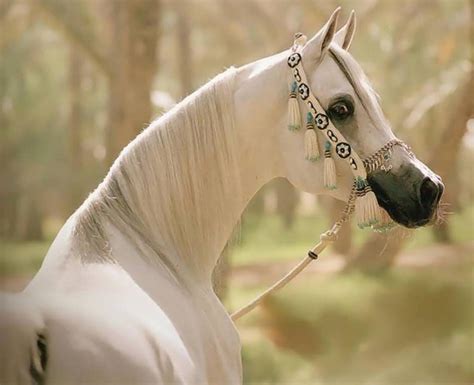 خيول عربية اصيلة الخيل العربى اجمل خيول العالم صباح الورد