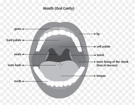 Mouth And Throat Anatomy Diagram