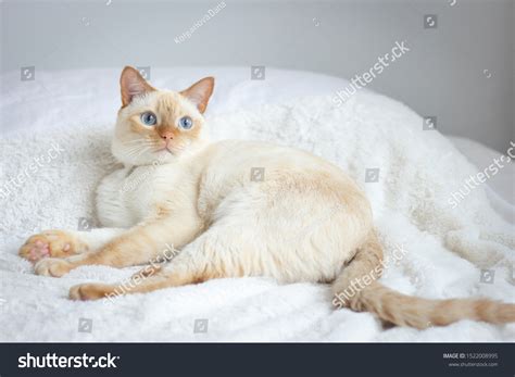 1,200 Siamese Profile Images, Stock Photos & Vectors | Shutterstock