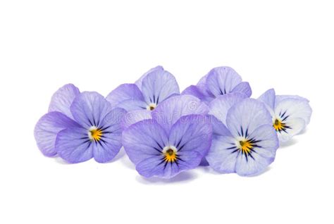 15738 Pansies Stock Photos Free And Royalty Free Stock Photos From