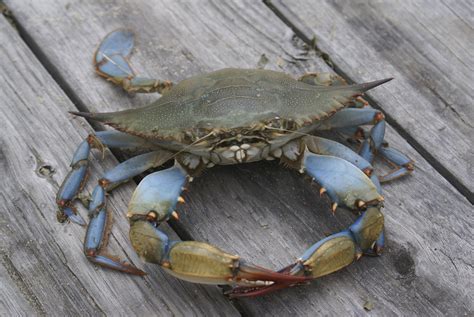 Gallery For Blue Crab Images