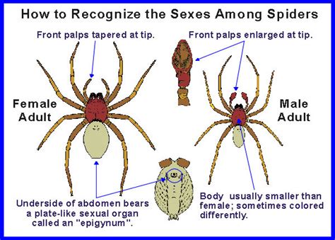 What Is A Spider Chart And When Should I Use A Spider Chart The Best