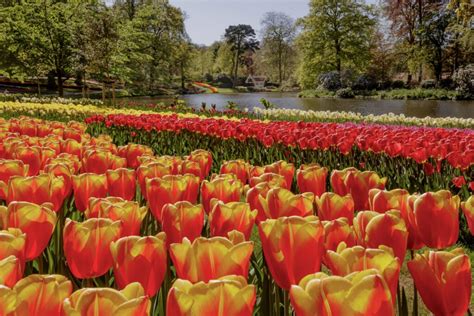 Sobald die tulpe blüht, hat sie die kritischste phase des wachstums überstanden. Keukenhof bei Amsterdam - Wann blühen die Tulpen am schönsten?