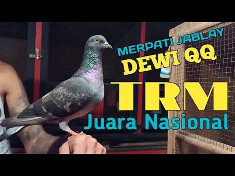 qq dewi