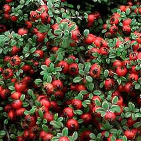 One su čak spomenute u kineskoj drevnoj knjizi „shen nong. COTONEASTER MICROPHYLUS STREIBS FINDLING | Rasadnik Manojlović