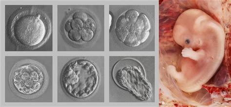 Desenvolvimento embrionário humano resumo das fases 2022
