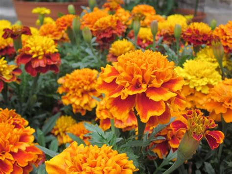 Here are 40 beautiful flower pictures to inspire you. 7 Ways To Use Marigold Flowers | DIY Network Blog: Made ...