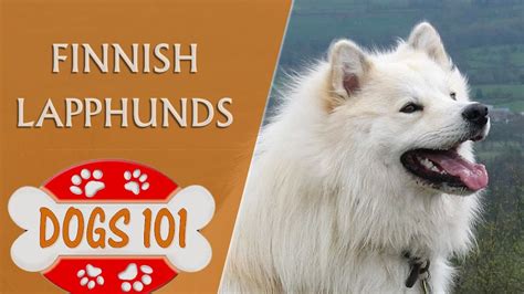 Dogs 101 Finnish Lapphunds Top Dog Facts About The Finnish