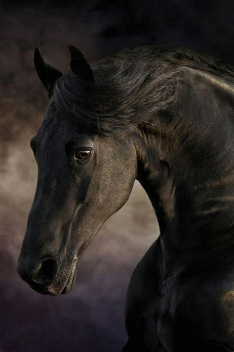 Black Horse Such A Pretty Face Horses Black Horses Beautiful Horses