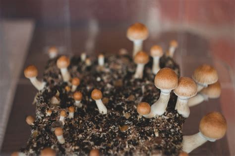 Magic Mushrooms Are Decriminalized In Dc As Of Today Washingtonian