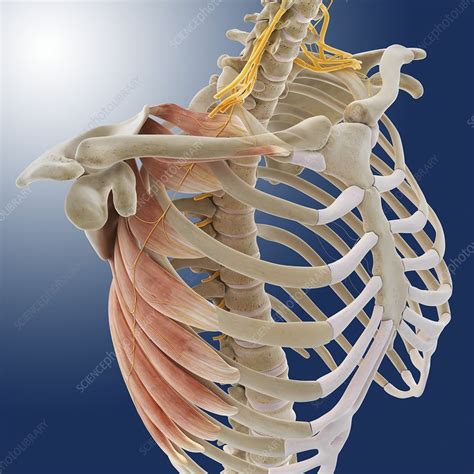 Chest Muscles Artwork Stock Image C0145180 Science Photo Library