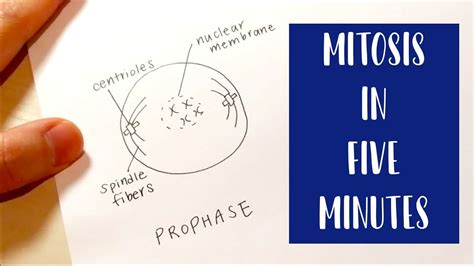 Mitosis In 5 Minutes Drawing And Labeling Diagram Tutorial Youtube