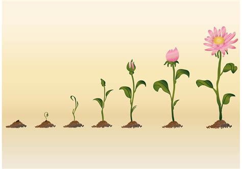 Growing Flower Vectors Download Free Vector Art Stock Graphics And Images