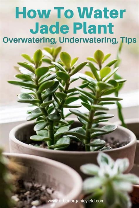 Jade plants indoor should be given enough sources of sunlight, right soil, water, and the right type of pot. How Often To Water Jade Plant to keep it alive ...
