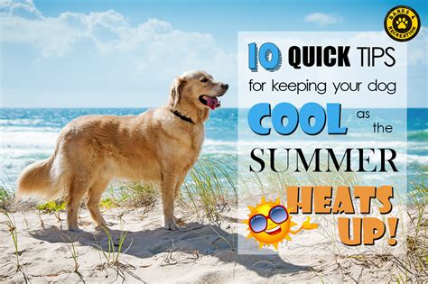 10 Quick Tips: Keep Your Dog Cool for Summer - Barks and Recreation