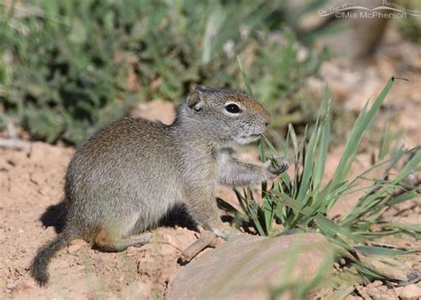 Baby Uinta Ground Squirrel Eating Grass On The Wing Photography