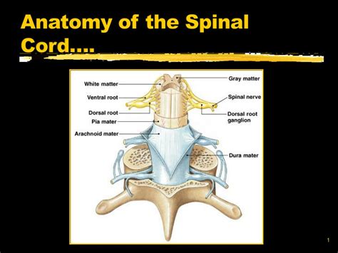 Spinal Nervous System