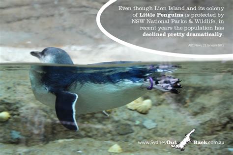 Top Six Facts About Little Fairy Penguins