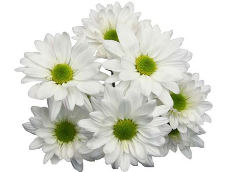 • red mini carnations • white daisy mums • lush greens • babies breath • crimson glass cube vase. Chrysanthemum Pom Pom Daisy Atlantis White