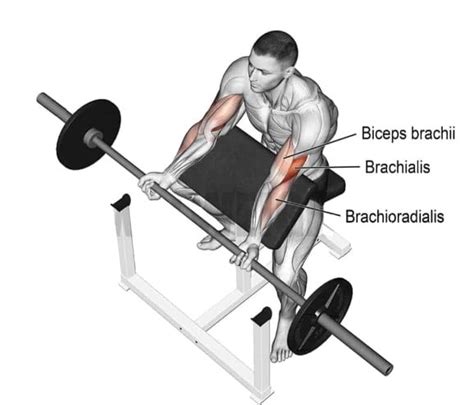 Preacher Curls The Ultimate Guide To Bigger Stronger Biceps