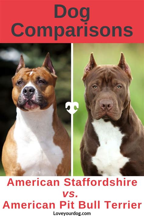 american staffordshire terrier  pit bulls whats  difference american pitbull terrier