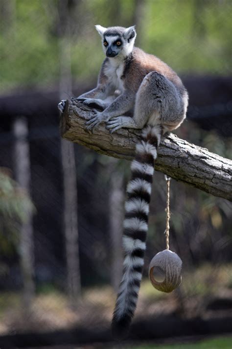 Ring Tailed Lemur Branch Brandywine Zoo