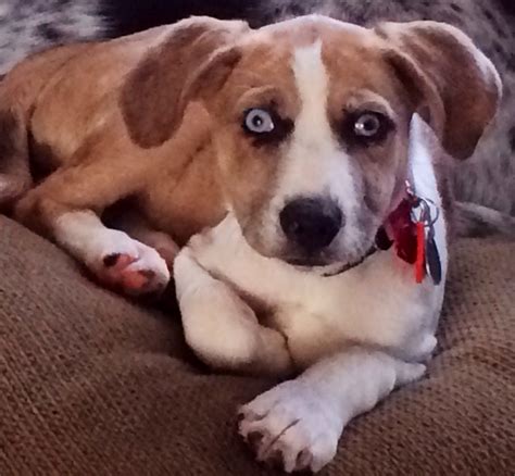 View dog breeds with white and brown coats. What Breed Are My Dogs? | ThriftyFun