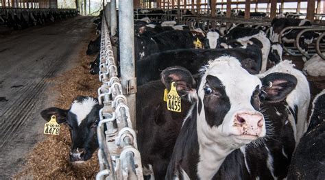 $150,000 Wage Theft Recovery for Dairy Farm Workers | Morning Ag Clips