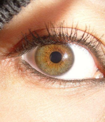 What Is The Difference Between Amber And Hazel Eyes Quora Hazeleyes