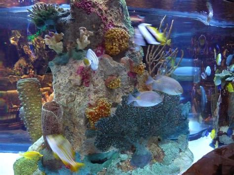 Fish Tank Inside Rainforest Cafe Photo