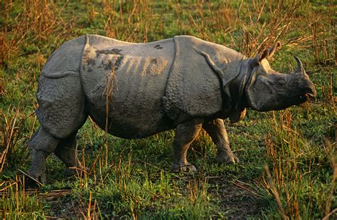 Female Indian Rhinoceros Profile Stock Image F0232501 Science