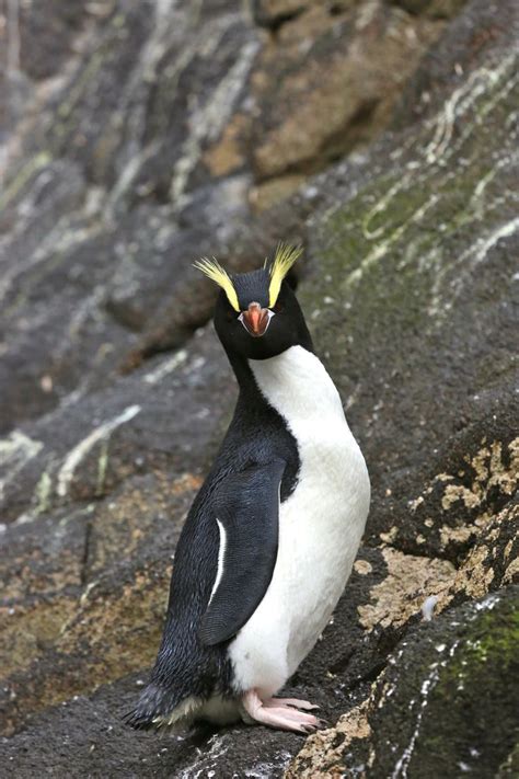 Handsome Erect Crested Penguin Antipodes Islands Remote New Zealand