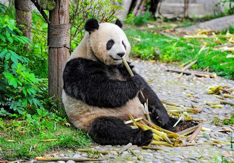 Captive Pandas Become Jet Lagged Outside Of Their Natural Environment