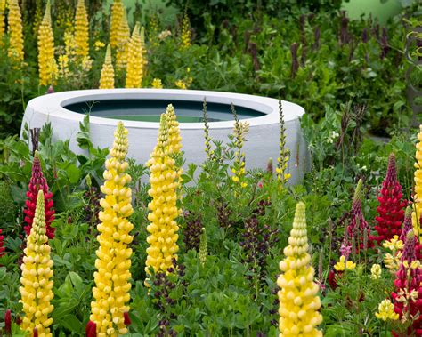 Lupinus 'Desert Sun' bare roots — Buy yellow lupins (lupines) online at