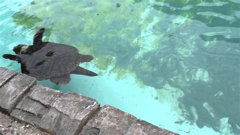 Seaworlds Sea Turtle Aquariums In Shipwreck Youtube