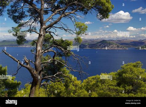 Mediterranean Sea Croatia Pine Dalmatia Elaphiti Islands
