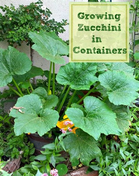 How To Grow Zucchini In Containers Growing Zucchini Growing