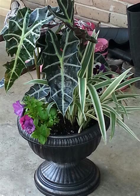 ✨ don't miss special sales for the next week in your favorite store with rabato. $6 pot from Dollar General. Plants on sale at Lowes for 20 ...