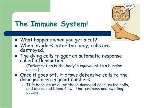 Ppt The Immune System Powerpoint Presentation Free Download Id1430498