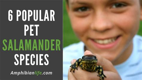 Do Salamanders Make Good Pets 6 Popular Pet Salamander Species