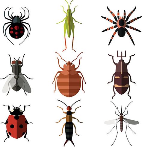 Royalty Free Insect Clip Art Vector Images And Illustrations Istock
