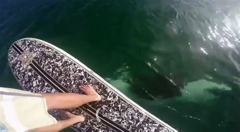 Killer Whale Surprising Paddle Boarder Caught On Gopro Travel News
