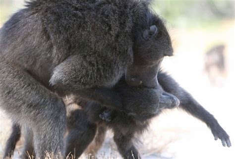 Evolution Of Sexual Intimidation Male Baboons Beat Up Females To
