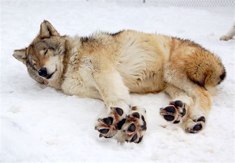 wolf paw - Google Search in 2020 | Wolf paw, Wolf, Beautiful wolves