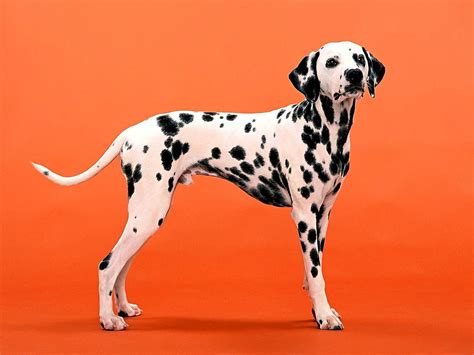 Geiles Hintergrundbild Hunde Dalmatiner Tiere Top Kostenlose